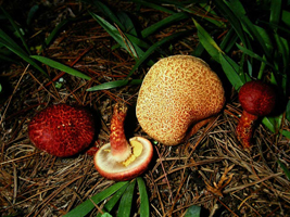 Suillus pictus, various stages of growth in normal habitat under white pines.